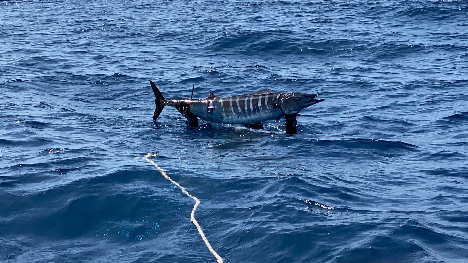 Blue Water Spearfishing in Boa Vista | Cape Verde